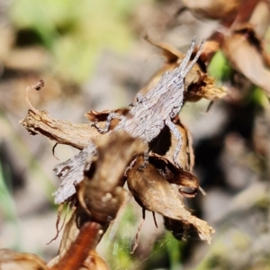 Coryphistes ruricola at Coree, ACT - 6 Oct 2021