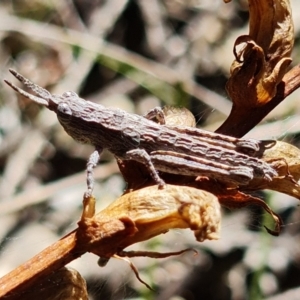 Coryphistes ruricola at Coree, ACT - 6 Oct 2021