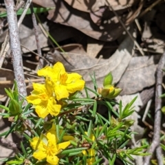 Hibbertia riparia (Erect Guinea-flower) at Baranduda, VIC - 6 Oct 2021 by Darcy