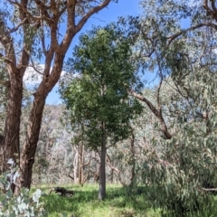 Brachychiton populneus (Kurrajong) at Wodonga - 6 Oct 2021 by Darcy