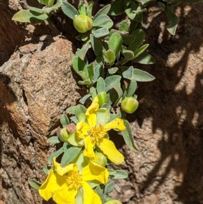 Hibbertia obtusifolia (Grey Guinea-flower) at Staghorn Flat, VIC - 6 Oct 2021 by Darcy