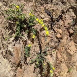 Hibbertia obtusifolia at Staghorn Flat, VIC - 6 Oct 2021