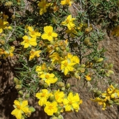 Hibbertia riparia (Erect Guinea-flower) at Staghorn Flat, VIC - 6 Oct 2021 by Darcy