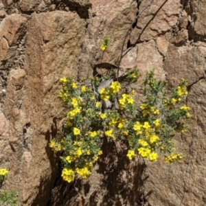 Hibbertia riparia at Staghorn Flat, VIC - 6 Oct 2021 01:12 PM