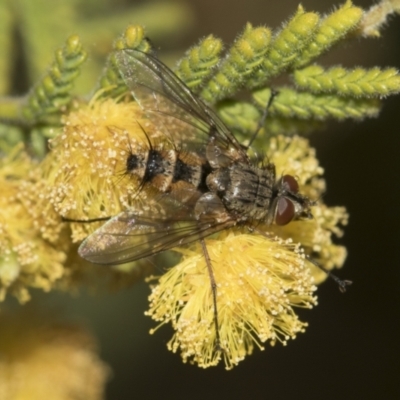 Prosena sp. (genus) (A bristle fly) at Scullin, ACT - 4 Oct 2021 by AlisonMilton