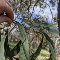 Acacia rubida (Red-stemmed Wattle, Red-leaved Wattle) at Baranduda Regional Park - 6 Oct 2021 by Darcy