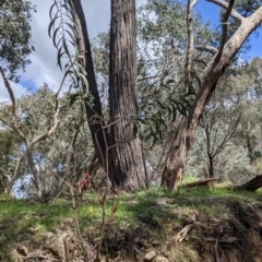 Acacia rubida at Staghorn Flat, VIC - 6 Oct 2021 01:13 PM