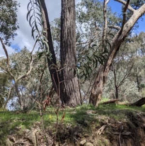 Acacia rubida at Staghorn Flat, VIC - 6 Oct 2021 01:13 PM