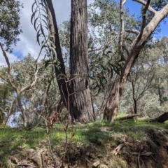 Acacia rubida at Staghorn Flat, VIC - 6 Oct 2021