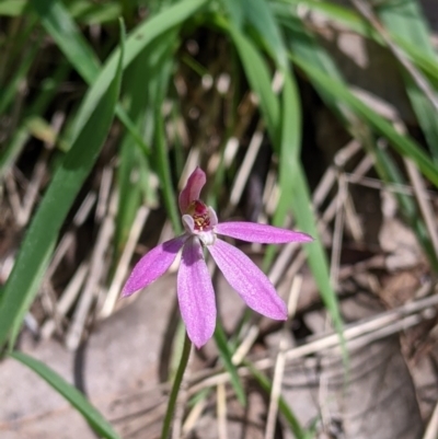 Caladenia carnea (Pink Fingers) at Staghorn Flat, VIC - 6 Oct 2021 by Darcy