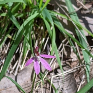 Caladenia carnea at Staghorn Flat, VIC - suppressed