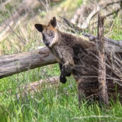 Wallabia bicolor (Swamp Wallaby) at Staghorn Flat, VIC - 6 Oct 2021 by Darcy