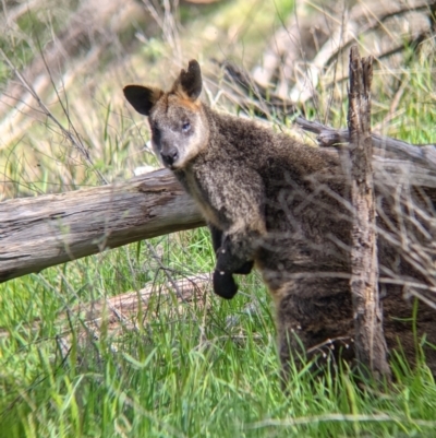 Wallabia bicolor (Swamp Wallaby) at Wodonga - 6 Oct 2021 by Darcy