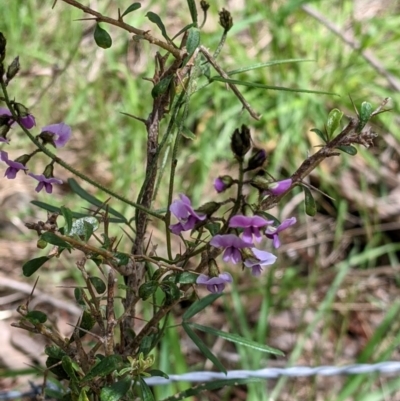 Glycine clandestina (Twining Glycine) at Wodonga - 6 Oct 2021 by Darcy