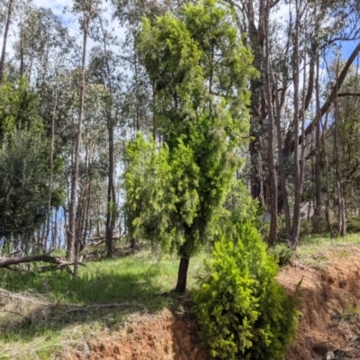 Exocarpos cupressiformis (Cherry Ballart) at Baranduda, VIC - 6 Oct 2021 by Darcy