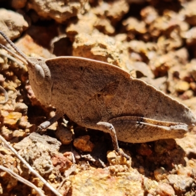 Goniaea australasiae (Gumleaf grasshopper) at Coree, ACT - 6 Oct 2021 by RobG1