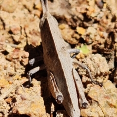 Goniaea australasiae at Coree, ACT - 6 Oct 2021 12:55 PM