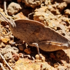 Goniaea australasiae at Coree, ACT - 6 Oct 2021 12:55 PM