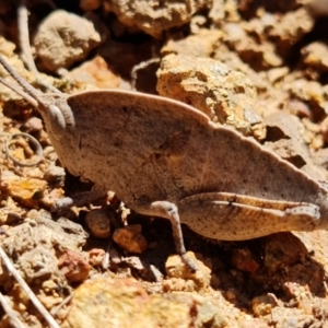 Goniaea australasiae at Coree, ACT - 6 Oct 2021