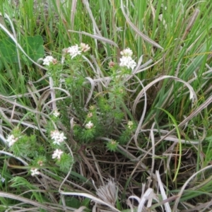 Asperula conferta at Molonglo Valley, ACT - 3 Oct 2021