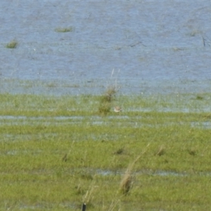 Anarhynchus ruficapillus at Lake George, NSW - 6 Oct 2021