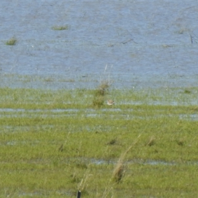 Anarhynchus ruficapillus (Red-capped Plover) at Lake George, NSW - 6 Oct 2021 by Liam.m