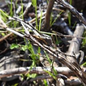 Philobota chrysopotama at Carwoola, NSW - suppressed