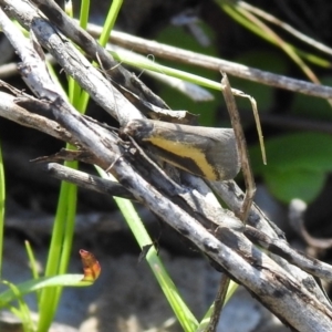 Philobota chrysopotama at Carwoola, NSW - suppressed