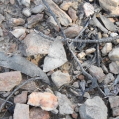 Taxeotis reserata (A Geometer moth) at QPRC LGA - 6 Oct 2021 by Liam.m