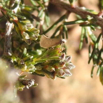Thalerotricha mylicella (Wingia Group) at Carwoola, NSW - 6 Oct 2021 by Liam.m