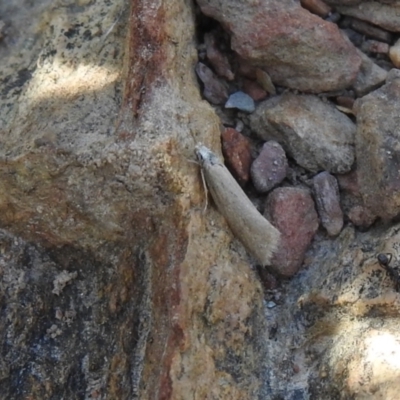 Philobota chionoptera (A concealer moth) at Carwoola, NSW - 6 Oct 2021 by Liam.m