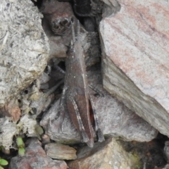 Goniaea opomaloides (Mimetic Gumleaf Grasshopper) at QPRC LGA - 6 Oct 2021 by Liam.m