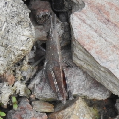 Goniaea opomaloides (Mimetic Gumleaf Grasshopper) at QPRC LGA - 6 Oct 2021 by Liam.m