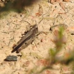 Cryptobothrus chrysophorus (Golden Bandwing) at QPRC LGA - 6 Oct 2021 by Liam.m