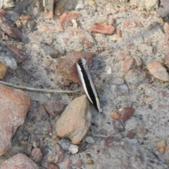 Macrenches clerica (Gelechiidae) at Carwoola, NSW - 6 Oct 2021 by Liam.m