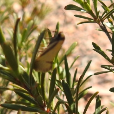 Philobota undescribed species near arabella (A concealer moth) at Carwoola, NSW - 6 Oct 2021 by Liam.m