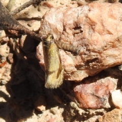 Philobota undescribed species near arabella at Carwoola, NSW - 6 Oct 2021