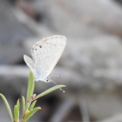 Nacaduba biocellata (Two-spotted Line-Blue) at QPRC LGA - 6 Oct 2021 by Liam.m