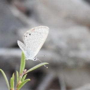 Nacaduba biocellata at Carwoola, NSW - 6 Oct 2021