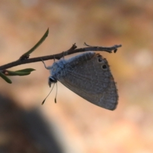 Nacaduba biocellata at Carwoola, NSW - suppressed