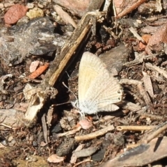 Nacaduba biocellata at Carwoola, NSW - 6 Oct 2021