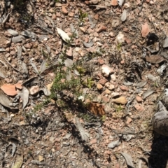 Leucopogon fletcheri subsp. brevisepalus (Twin Flower Beard-Heath) at Carwoola, NSW - 6 Oct 2021 by Liam.m