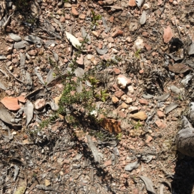 Styphelia fletcheri subsp. brevisepala (Twin Flower Beard-Heath) at Carwoola, NSW - 6 Oct 2021 by Liam.m