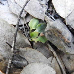 Pterostylidinae (greenhood alliance) at Carwoola, NSW - 6 Oct 2021