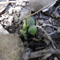 Pterostylidinae (greenhood alliance) at Carwoola, NSW - 6 Oct 2021