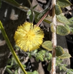 Acacia gunnii (Ploughshare Wattle) at Namadgi National Park - 6 Oct 2021 by RAllen