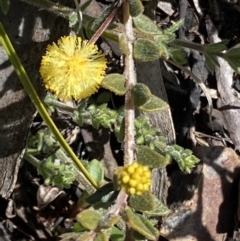 Acacia gunnii at Booth, ACT - 6 Oct 2021