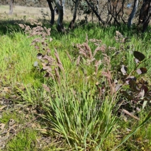 Holcus lanatus at Jerrabomberra, ACT - 6 Oct 2021