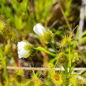 Drosera gunniana at Symonston, ACT - 6 Oct 2021 03:03 PM