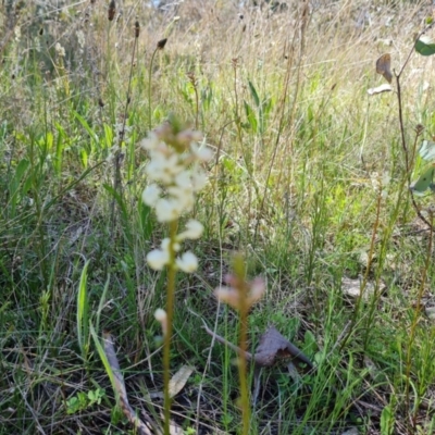 Stackhousia monogyna (Creamy Candles) at Callum Brae - 6 Oct 2021 by Mike